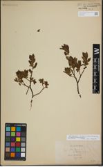Foto von Salix lapponum L.